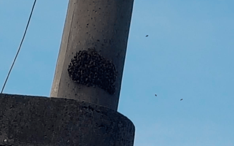 Reporte ciudadano: “Lleno de abejas en La Laguna y Petrona Simonino”