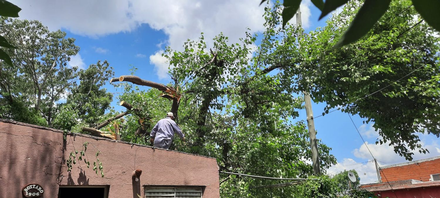 Temporal: removieron un árbol que cayó en el techo de una casa