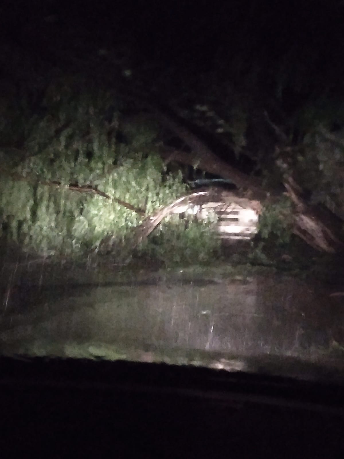 Tormenta: cayó un árbol en calle Carlevarino