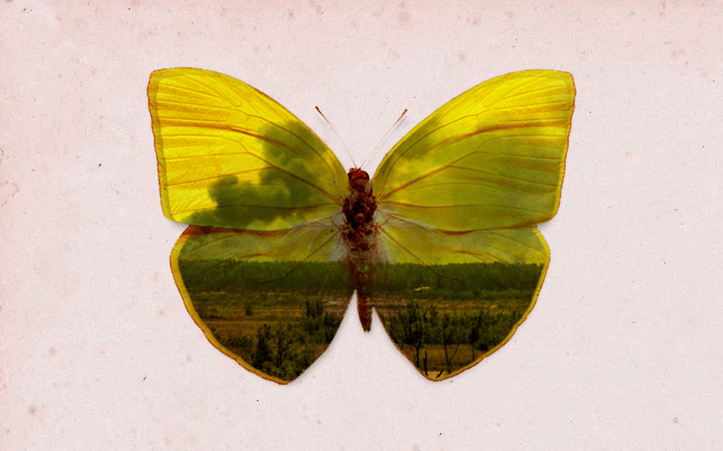 “Las mariposas son hermosas en primavera, aunque ahora no se ven”, la reflexión de Verónica Iturri