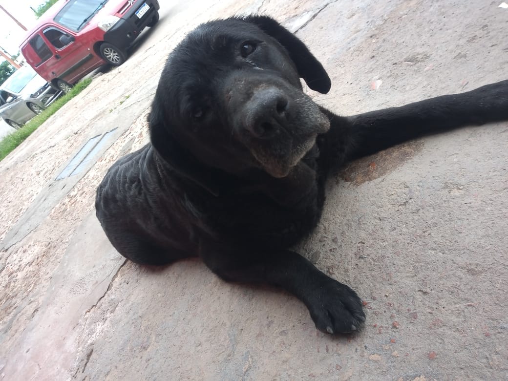 Perro encontrado en Novillo y Sarmiento