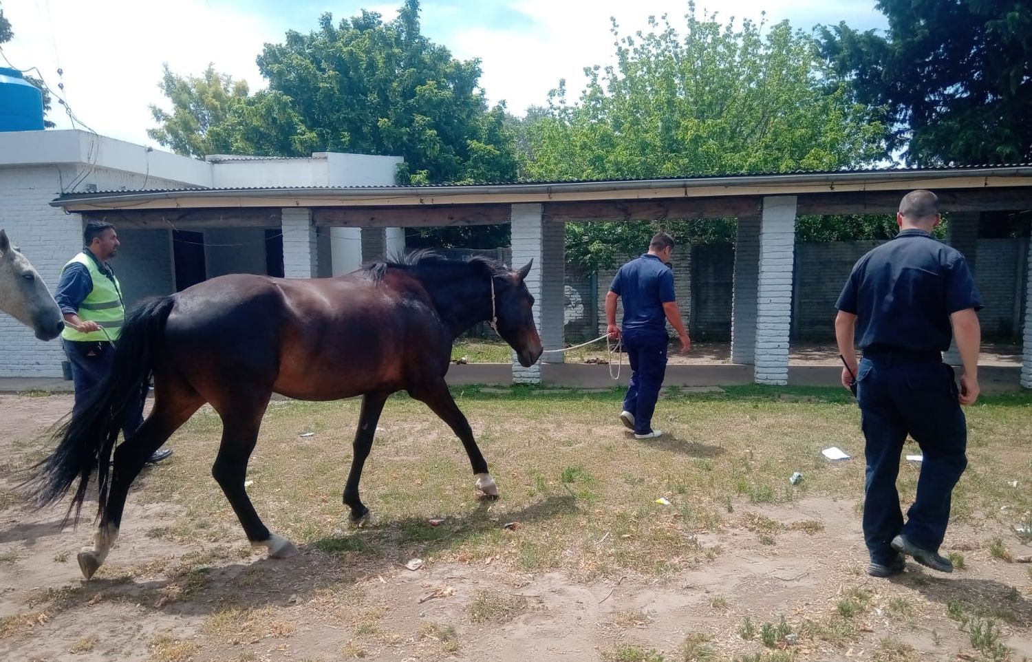 Secuestraron caballos en la escuela 13: los dueños rompieron candados para que pasten en el patio