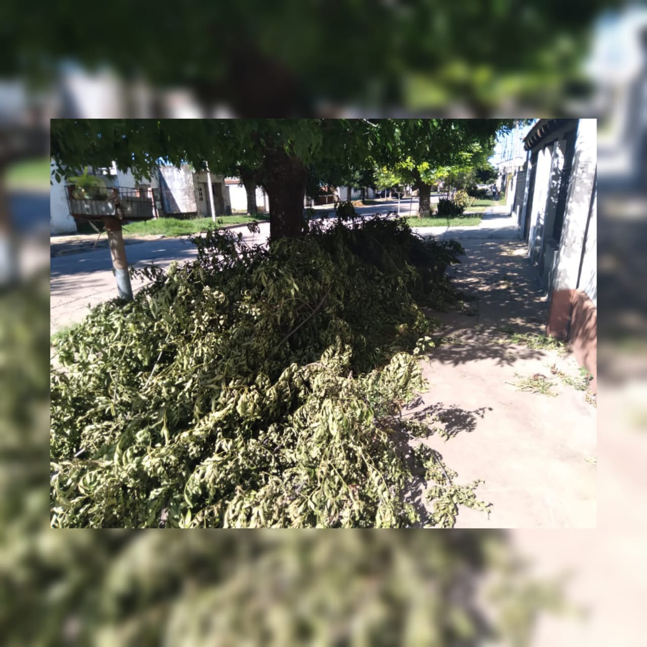 Reporte: hace dos días cortaron ramas y no las fueron a retirar