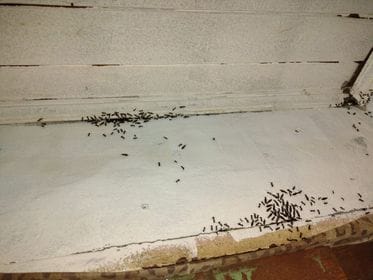 Reclaman por una “invasión de hormigas” en el barrio Cruz Roja