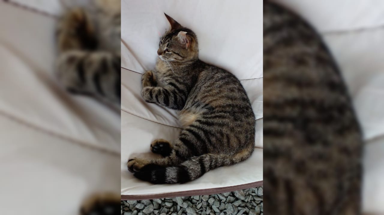 Se encontró una gatita en Vuelta de Obligado