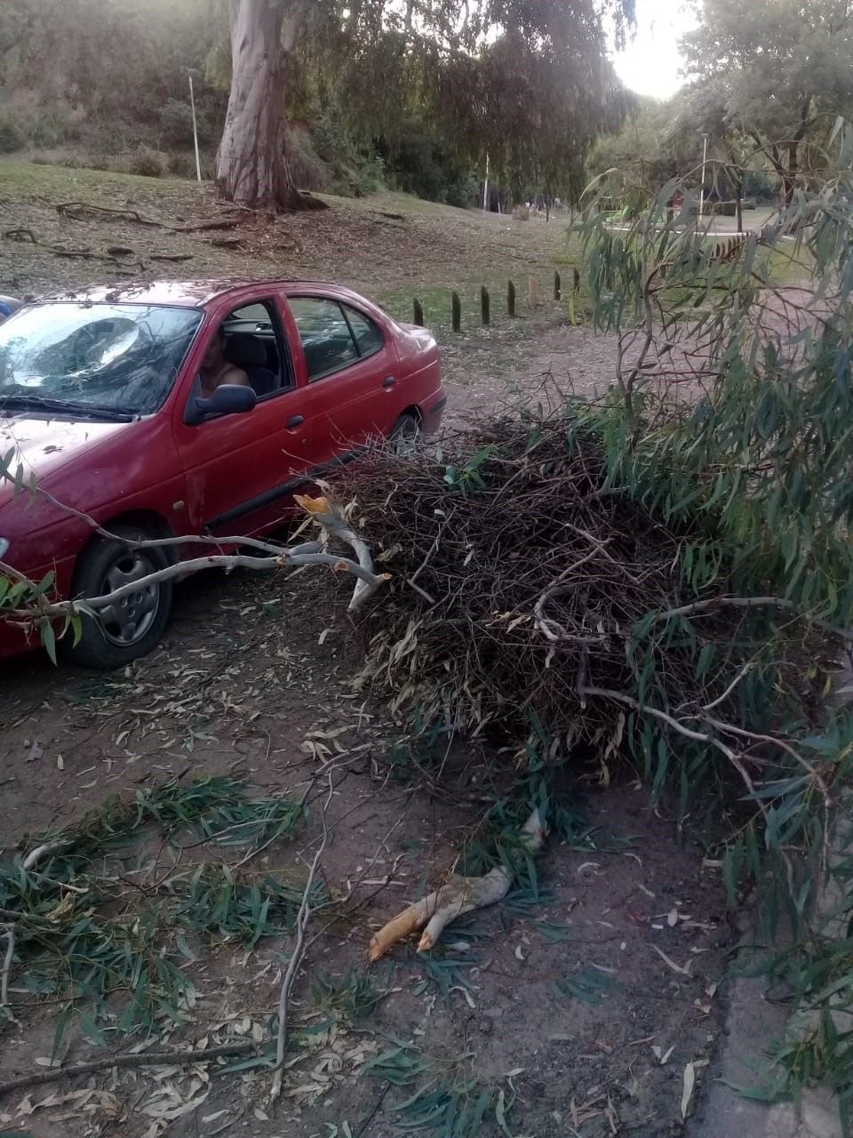 Reporte: Se cayó una rama de eucalipto en la Escalera de las Flores