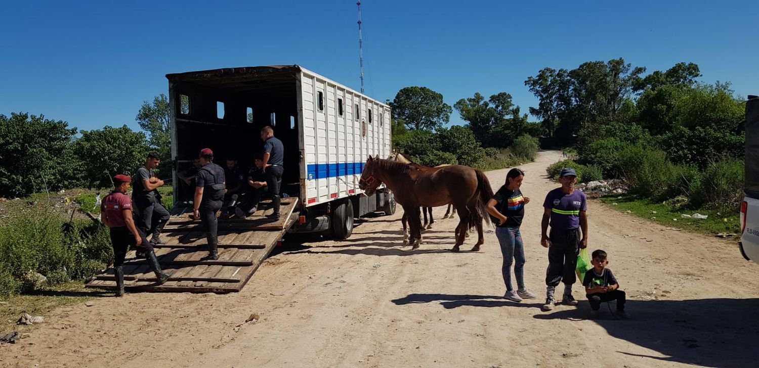 Secuestro de caballos en La Tosquera: “Lo que nos hicieron fue un robo, un secuestro de los animales”