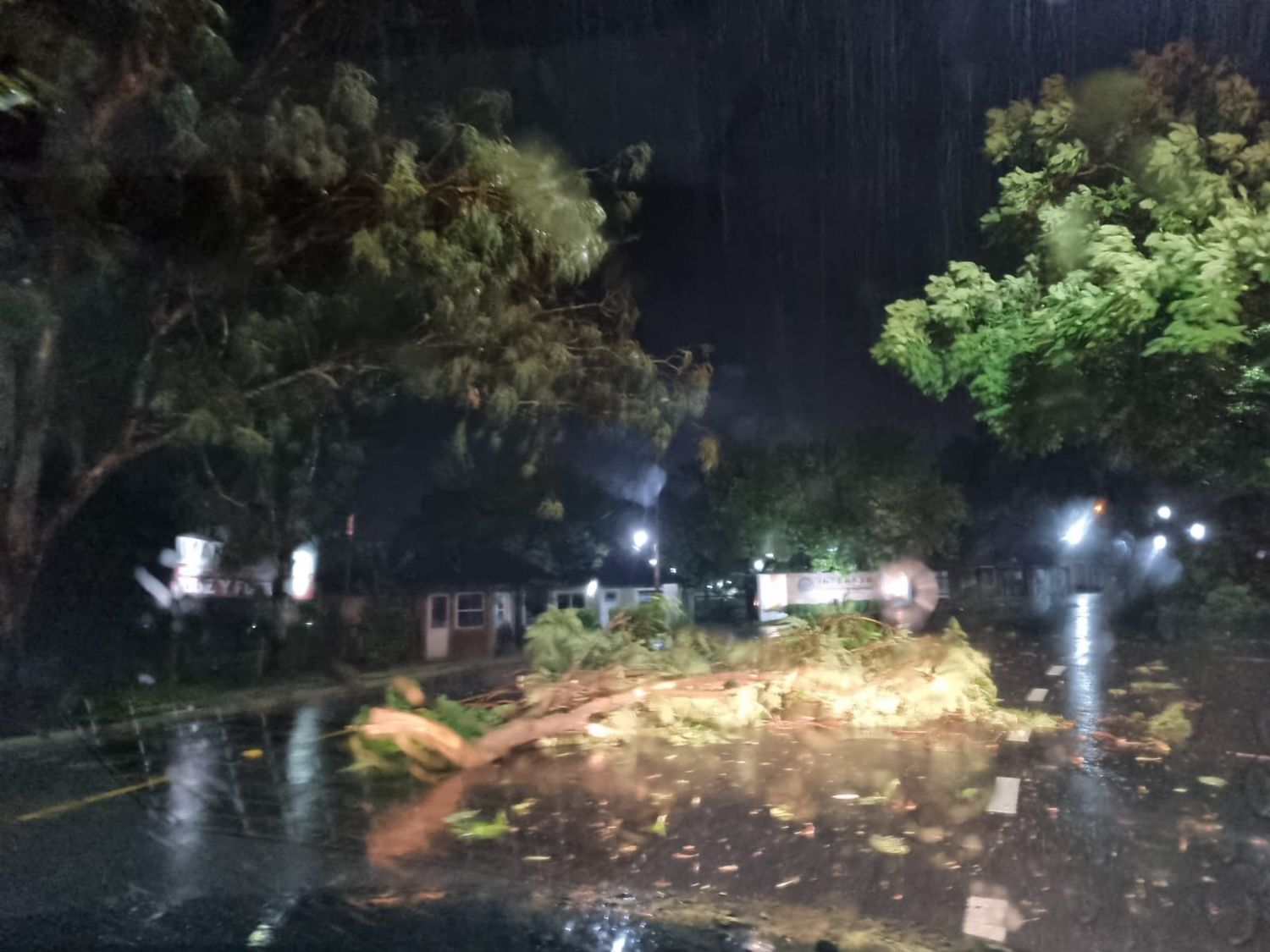 Tormenta: corte de luz, árboles caídos y voladuras de techos en diferentes puntos de San Pedro