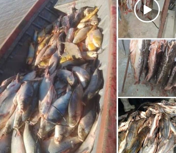 Las imágenes que envió la asociación que denunció ante el municipio la actividad de esta pescadería muestran ejemplares diminutos cargados en camionetas.