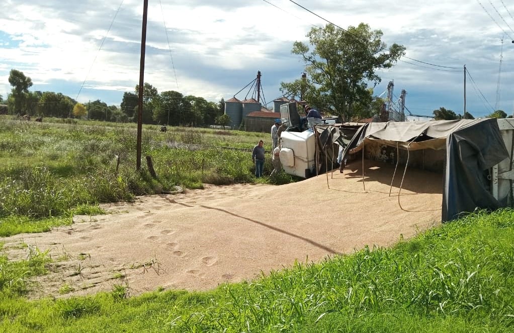 El camión transporta trigo y derramó la carga en la banquina.
