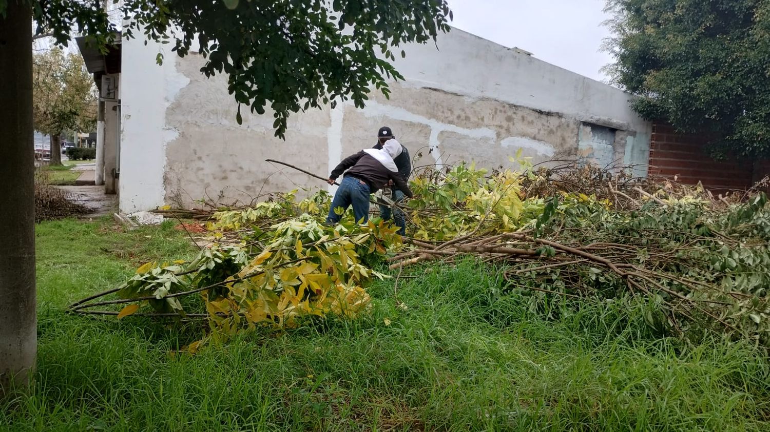 Marcos Madariaga en plena tarea sobre el terreno de Oliveira Cézar y Socorro para transformar los restos de poda en leña.