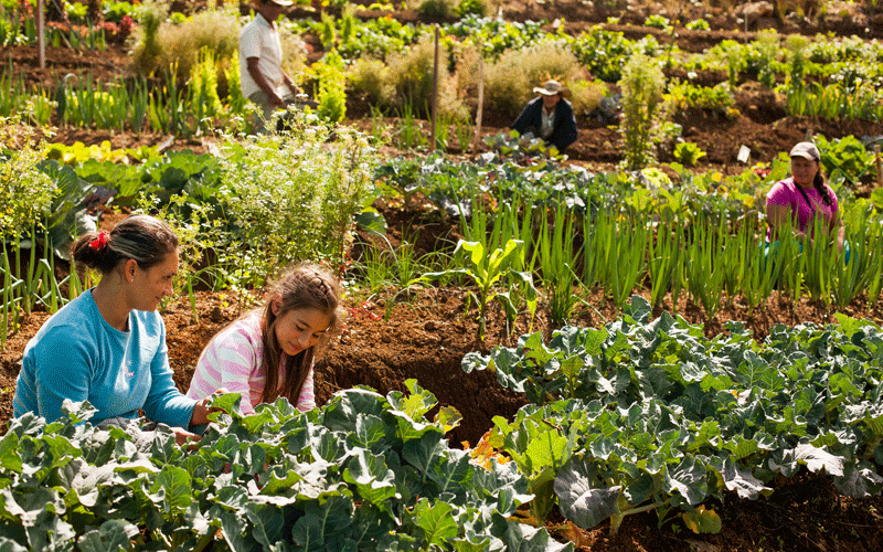 Producción: Cómo acceder a créditos para el sector agroecológico